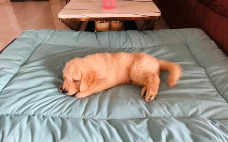 Can an Indian Brand Redefine Premium Pet Products?
