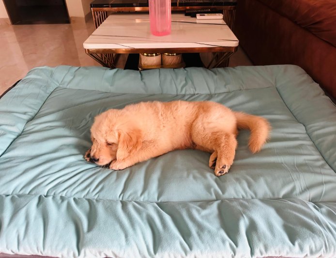 Can an Indian Brand Redefine Premium Pet Products?