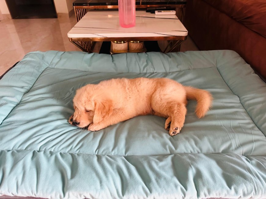 Can an Indian Brand Redefine Premium Pet Products?